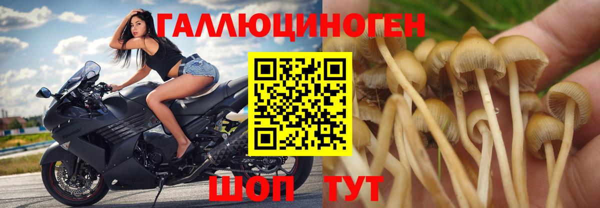 Псилоцибиновые грибы мицелий Котлас